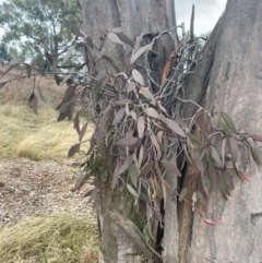 Muellerina eucalyptoides at Red Hill Nature Reserve - 8 May 2024