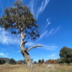Eucalyptus melliodora (Yellow Box) at Watson, ACT - 15 May 2024 by mcosgrove