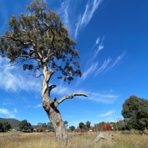 Eucalyptus melliodora at Watson, ACT - 15 May 2024