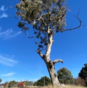 Eucalyptus melliodora at Watson, ACT - 15 May 2024