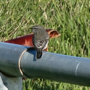 Microeca fascinans at Bermagui, NSW - 18 May 2024 09:21 AM