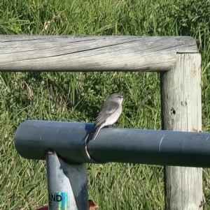 Microeca fascinans at Bermagui, NSW - 18 May 2024