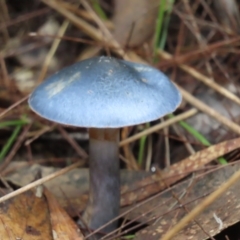 Unidentified Cap on a stem; gills below cap [mushrooms or mushroom-like] at suppressed - 18 May 2024 by SandraH