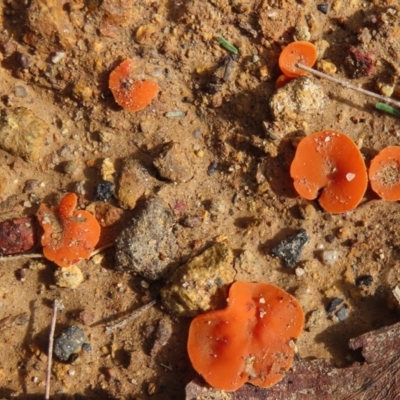 Unidentified Fungus at Mittagong, NSW - 18 May 2024 by SandraH