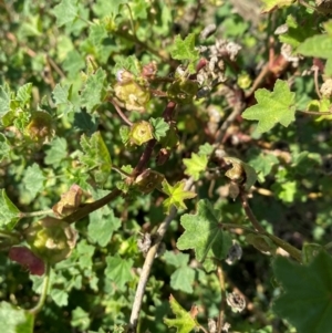 Malva parviflora at Watson, ACT - 15 May 2024