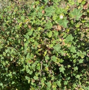 Malva parviflora at Watson, ACT - 15 May 2024