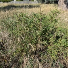 Malva parviflora at Watson, ACT - 15 May 2024