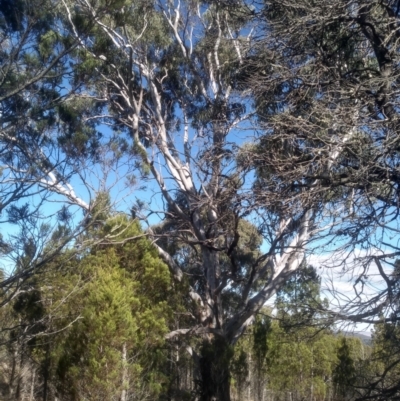 Eucalyptus viminalis at Cooma North Ridge Reserve - 17 May 2024 by mahargiani