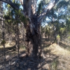 Eucalyptus mannifera subsp. mannifera at Cooma North Ridge Reserve - 17 May 2024 01:42 PM