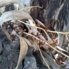 Eucalyptus mannifera subsp. mannifera at Cooma North Ridge Reserve - 17 May 2024