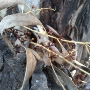 Eucalyptus mannifera subsp. mannifera at Cooma North Ridge Reserve - 17 May 2024