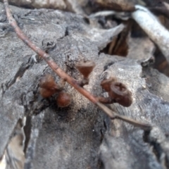 Eucalyptus mannifera subsp. mannifera at Cooma North Ridge Reserve - 17 May 2024