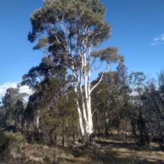 Eucalyptus mannifera subsp. mannifera (Brittle Gum) at Cooma North Ridge Reserve - 17 May 2024 by mahargiani