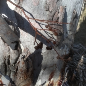 Eucalyptus mannifera subsp. mannifera at Cooma North Ridge Reserve - 17 May 2024 01:51 PM