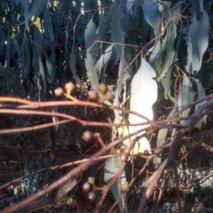 Eucalyptus cinerea at suppressed by mahargiani
