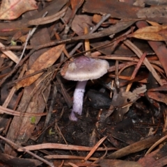 Unidentified Cap on a stem; gills below cap [mushrooms or mushroom-like] at ANBG - 17 May 2024 by TimL