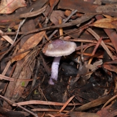 Inocybe violaceocaulis at ANBG - 17 May 2024 by TimL