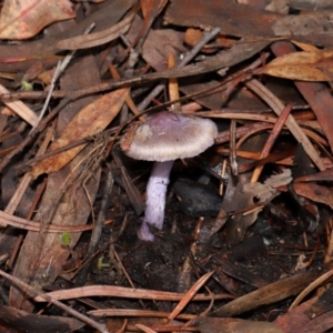 Inocybe violaceocaulis at ANBG - 17 May 2024 01:34 PM