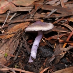 Inocybe violaceocaulis at ANBG - 17 May 2024 01:34 PM