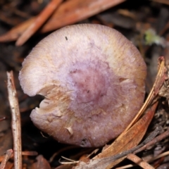 Inocybe violaceocaulis at ANBG - 17 May 2024