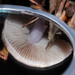 Inocybe violaceocaulis at ANBG - 17 May 2024