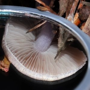 Inocybe violaceocaulis at ANBG - 17 May 2024