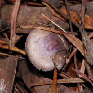 Inocybe violaceocaulis at ANBG - 17 May 2024 01:34 PM