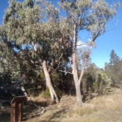 Eucalyptus macrorhyncha at Cooma North Ridge Reserve - 17 May 2024 by mahargiani