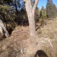 Eucalyptus macrorhyncha subsp. macrorhyncha at Cooma North Ridge Reserve - 17 May 2024