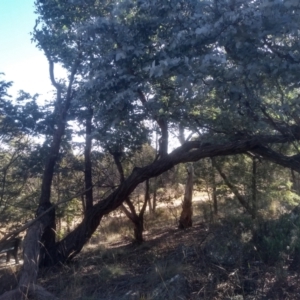 Eucalyptus cinerea subsp. cinerea at Cooma North Ridge Reserve - 17 May 2024