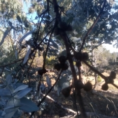 Eucalyptus cinerea subsp. cinerea at Cooma North Ridge Reserve - 17 May 2024 01:55 PM