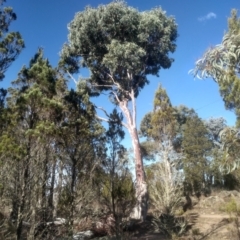 Eucalyptus rubida subsp. rubida (Candlebark) at Cooma North Ridge Reserve - 17 May 2024 by mahargiani