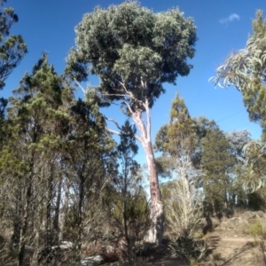 Eucalyptus rubida subsp. rubida (Candlebark) at Cooma North Ridge Reserve by mahargiani