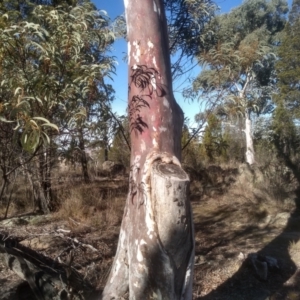 Eucalyptus rubida subsp. rubida at Cooma North Ridge Reserve - 17 May 2024