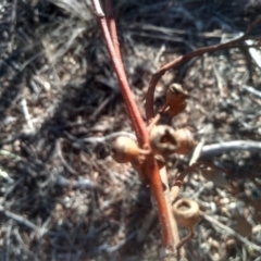 Eucalyptus rubida subsp. rubida at Cooma North Ridge Reserve - 17 May 2024