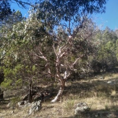 Eucalyptus (genus) (A Gum Tree) at Cooma North Ridge Reserve - 17 May 2024 by mahargiani