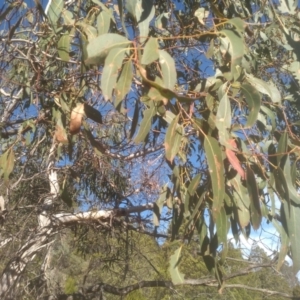 Eucalyptus sp. at Cooma North Ridge Reserve - 17 May 2024