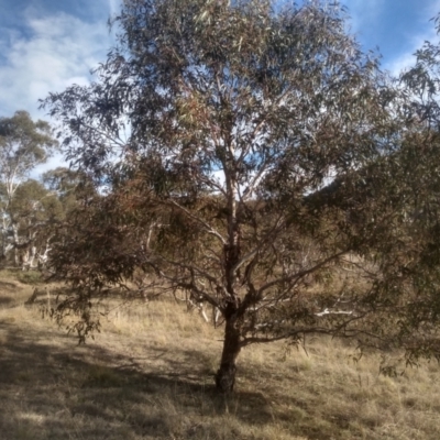 Eucalyptus viminalis (Ribbon Gum) at Cooma North Ridge Reserve - 17 May 2024 by mahargiani