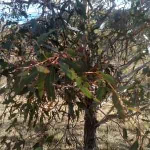 Eucalyptus viminalis at Cooma North Ridge Reserve - 17 May 2024 03:05 PM