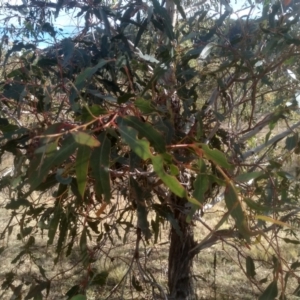 Eucalyptus viminalis at Cooma North Ridge Reserve - 17 May 2024