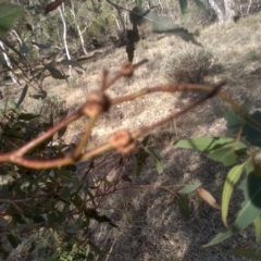 Eucalyptus viminalis at Cooma North Ridge Reserve - 17 May 2024 03:05 PM