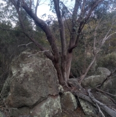 Eucalyptus dives (Broad-leaved Peppermint) at Cooma North Ridge Reserve - 17 May 2024 by mahargiani