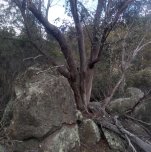 Eucalyptus dives at suppressed by mahargiani