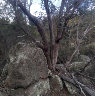 Eucalyptus dives (Broad-leaved Peppermint) at Cooma North Ridge Reserve - 17 May 2024 by mahargiani