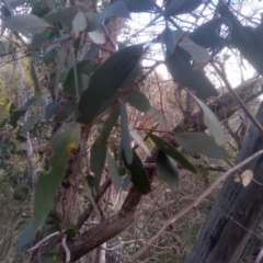 Eucalyptus dives at Cooma North Ridge Reserve - 17 May 2024