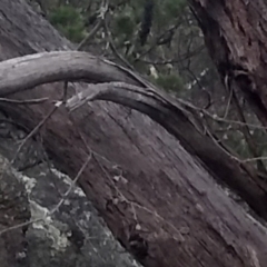 Eucalyptus dives at Cooma North Ridge Reserve - 17 May 2024