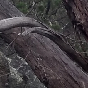 Eucalyptus dives at Cooma North Ridge Reserve - 17 May 2024 03:21 PM