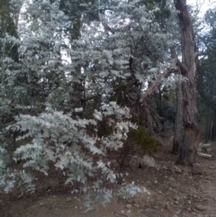 Eucalyptus cinerea (Argyle Apple) at Cooma, NSW - 17 May 2024 by mahargiani