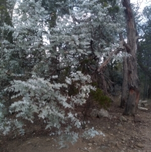 Eucalyptus cinerea (Argyle Apple) at Cooma North Ridge Reserve by mahargiani
