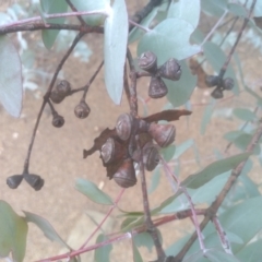 Eucalyptus cinerea at Cooma North Ridge Reserve - 17 May 2024